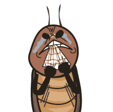 cockroach raraheys