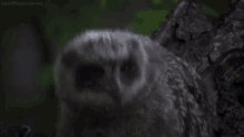 an owl is perched on a tree branch with its eyes closed .