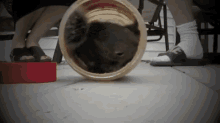 Squirrel Has Dinner In A Peanut Butter Jar GIF - Squirrel Peanut Butter GIFs