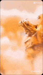 a close up of a lion 's face on a phone screen .