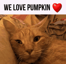 Pumpkin Cat GIF - Pumpkin Cat Heart Disease GIFs