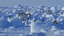 walking emperor penguin migration migrating going away journey