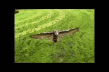 owl bird fly slow mo slow motion