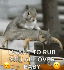 Squirrels Relax GIF