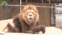 Lick Lion GIF