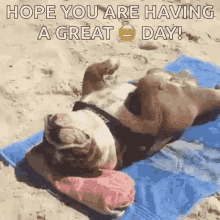 Dog Sunbathing GIF - Dog Sunbathing Niceday GIFs