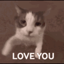 Cat Love You GIF - Cat Love You Kiss GIFs