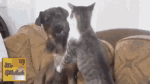 Cat Dog GIF - Cat Dog Fight GIFs