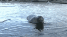 Curious Baby Elephant Seal GIF - Elephant Seal Curious GIFs