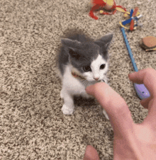 a gray and white kitten is playing with a toy on the floor