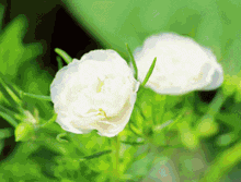 Momo'S Sound Diary Flowers GIF - Momo'S Sound Diary Flowers Flower GIFs