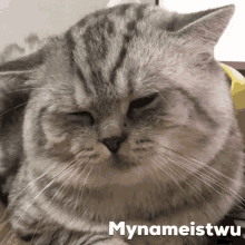 Mynameistwu Cats GIF - Mynameistwu Cats Love GIFs