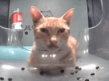 a cat is sitting in a clear plastic container with a can of food behind it
