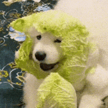 Samoyed Cabbage GIF - Samoyed Cabbage Dog GIFs