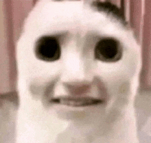 a close up of a white cat 's face with black eyes and a funny face .