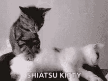 Kitty Kittens GIF - Kitty Kittens Massage GIFs