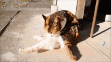 Cat Licking GIF - Cat Licking Grooming GIFs