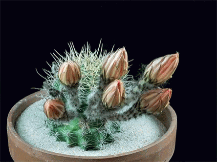 Cactus Flower Time Lapse GIF - Cactus Flower Flower Time Lapse - Discover &  Share GIFs