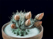 Cactus Flower Time Lapse GIF