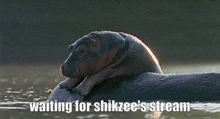 Shikzeee Stream Hippo GIF