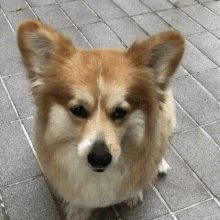 Dog Chewy GIF - Dog Chewy Corgis GIFs