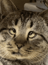 Derp Derp Cat GIF - Derp Derp Cat Funny Cat GIFs