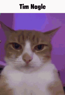 Tim Nagle Cat GIF - Tim Nagle Cat GIFs
