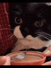 котик ест кот кушает GIF - котик ест котик кот GIFs