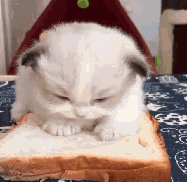 Cat Sandwhich GIF - Cat Sandwhich Bread GIFs
