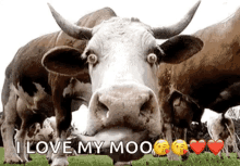 Cow Crazy Cow GIF - Cow Crazy Cow Lick GIFs