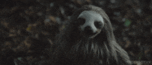 Slotherhouse Sloth GIF - Slotherhouse Sloth 2023 GIFs