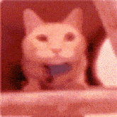 a close up of a cat 's face with a purple background