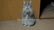 Me For Life Me Begging For Food GIF