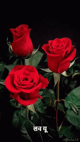 लव यू, गुलाब फूल GIF - Love You For You Only Roses - Discover & Share GIFs