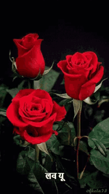लव यू, गुलाब फूल GIF