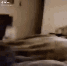 Dog Zoom Dogs GIF - Dog Zoom Dogs Feather Heartache GIFs