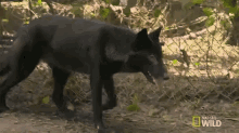 a black wolf is walking in the woods with a national geographic wild logo on the bottom