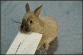 Rabbit Funny GIF - Rabbit Funny GIFs