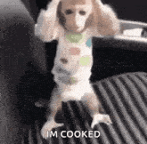a dog in a diaper is standing on its hind legs on a bed and says `` i 'm cooked '' .