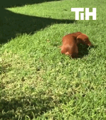 Turn Around Running GIF - Turn Around Running Dog GIFs
