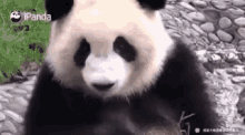 Panda Chilling GIF - Panda Chilling Chill GIFs