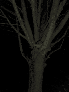 one tree hill cat tree dark