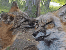 two foxes sniffing each other 's noses in the dirt
