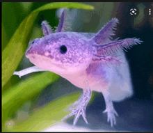 Axolotl GIF - Axolotl GIFs