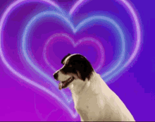 Cute Dog Love You GIF - Cute Dog Love You Valentines Day GIFs