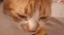 Felix Bored GIF - Felix Bored Kitten GIFs