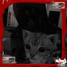 a picture of a cat in a red frame that says u mad ?