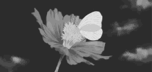 Chill GIF - Flower Flowers Insect GIFs