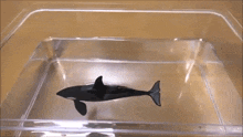 a toy killer whale is floating in a clear plastic container of water