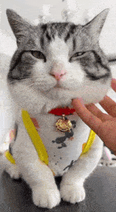 Cat Squishy GIF - Cat Squishy Cheeks GIFs